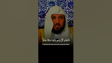مشآءالله 🌸#صوت_جميل#ماهرالمعيقلي #تلاوة_خاشعة #رح_سمعك #اكسبلور #islam #viral#300k#fyp#foryou #vir