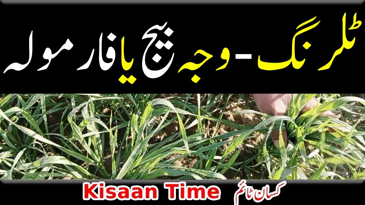kisan time ki gandam tiller gandam ki fasal شگوفے گندم کی فصل کسان ٹائم