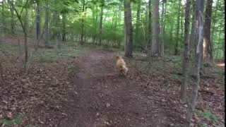 Den 1 Year & 7 Mo Den Retriever Welcoming Cooler Morning On September 1St 2017