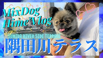 癒し犬 Youtube 癒し犬 Youtube