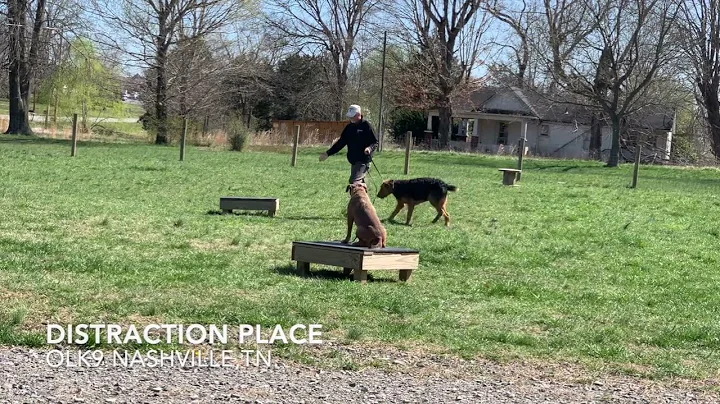 BOWIE LIVING HIS BEST LIFE. OFF LEASH K9 TRAINING CLARKSVILLE/NASH...  TN. BEST DOG TRAINER.