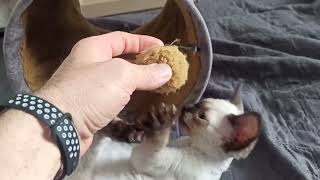 AUROLA MRUŻKA KROPELKA *PL #kropelkadevonrex 😻 #devonrex 🐱 #kot 🐾 by KROPELKA Devon Rex 27 views 1 month ago 58 seconds