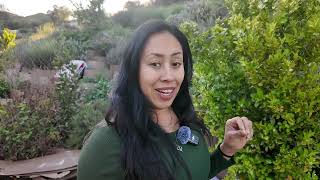 Growing Calamansi Calamondin Tree Care And Information Pot And Ingroundcitrofortunella Mitis