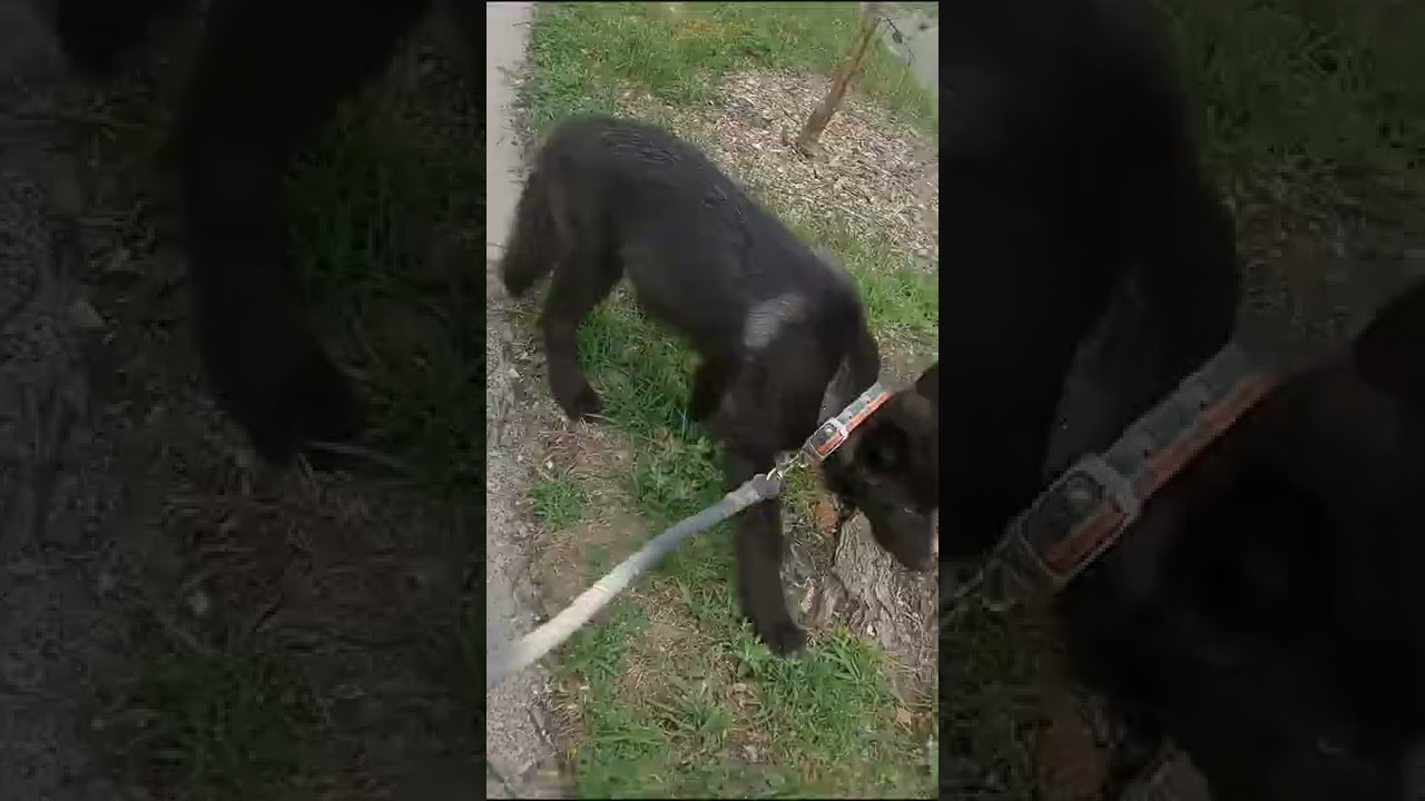 A Soft Training Approach Works Best with a Wolfdog Puppy 