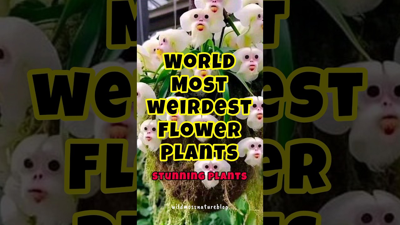 World Most weirdest flowering plants / stunning flower plants 