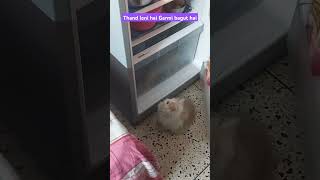 Bahut Garmi hai | #cat #persiancat #cuteanimal #catlover #cutecat #cute #shortsvideo #viralshort