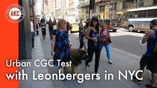 Urban CGC Test with Leonbergers in New York City