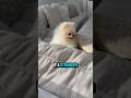 If a stranger offers you steak 🥰 cute puppy dog 🐶 #cute #puppy #dog #pomeranian #shorts