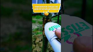спасение ДЕРЕВА 🌳 УНИКАЛЬНОЕ средство. #сад #огород #дача