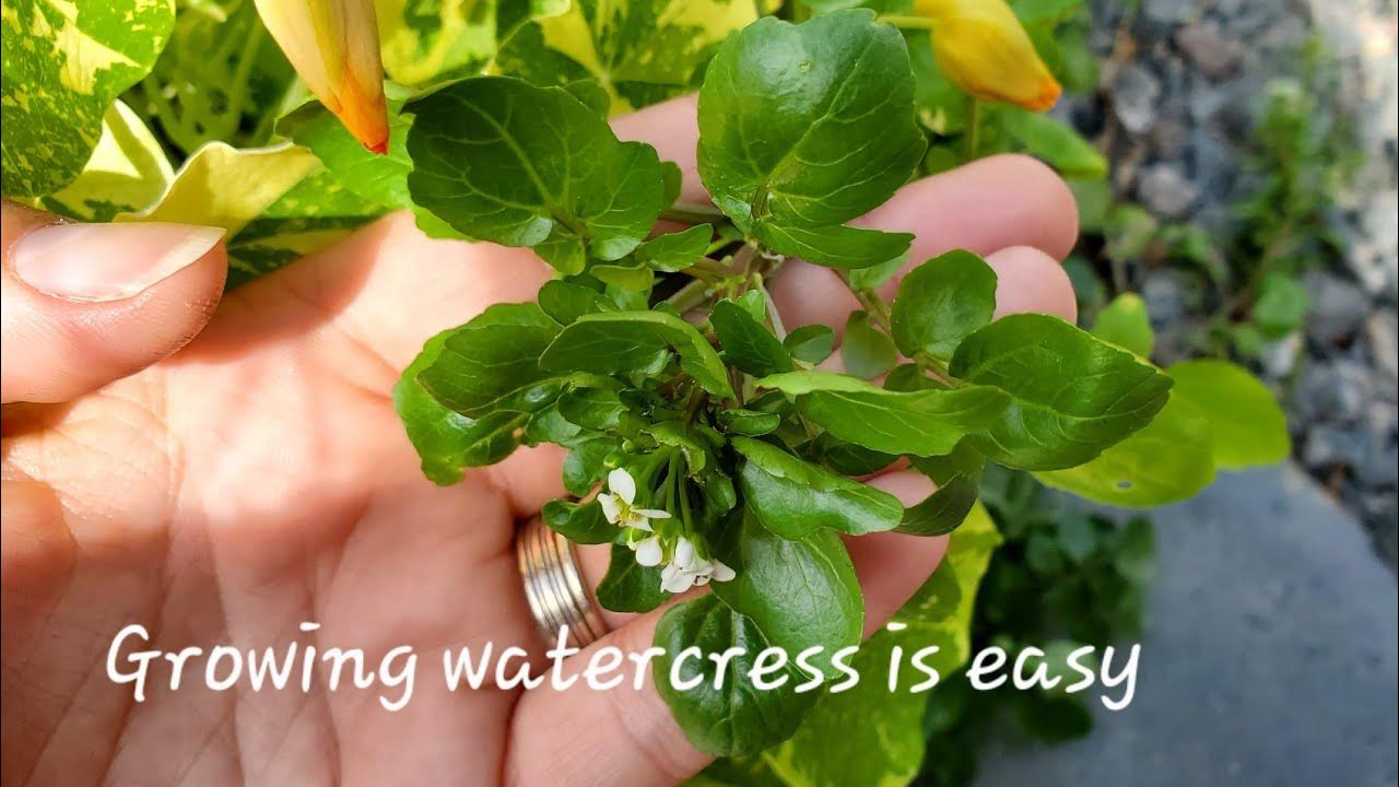 Growing watercress at home YouTube