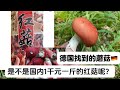 2023.07.20德国纽伦堡附近。大量蓝莓，沙地牛肝菌， 疑似中国的红菇千万不要尝试， 德国这样的品种有6，7种。 sandröhrling, Täubling.