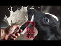 牛の虐待・屠殺現場【閲覧注意】