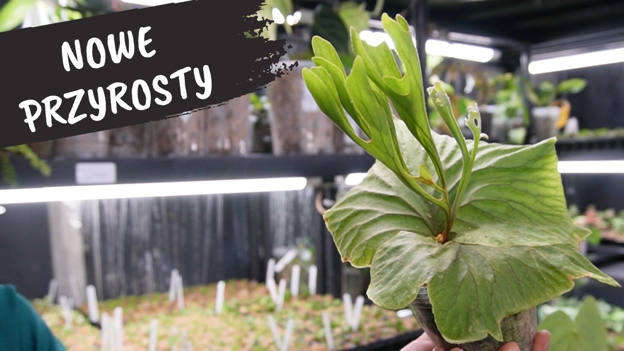 Nowe przyrosty w growboxie | Jak się mają rośliny podczas aklimatyzacji?