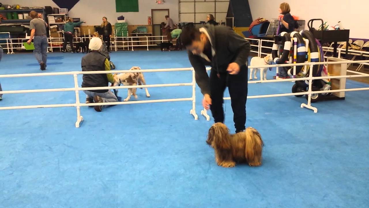 Dog show training YouTube