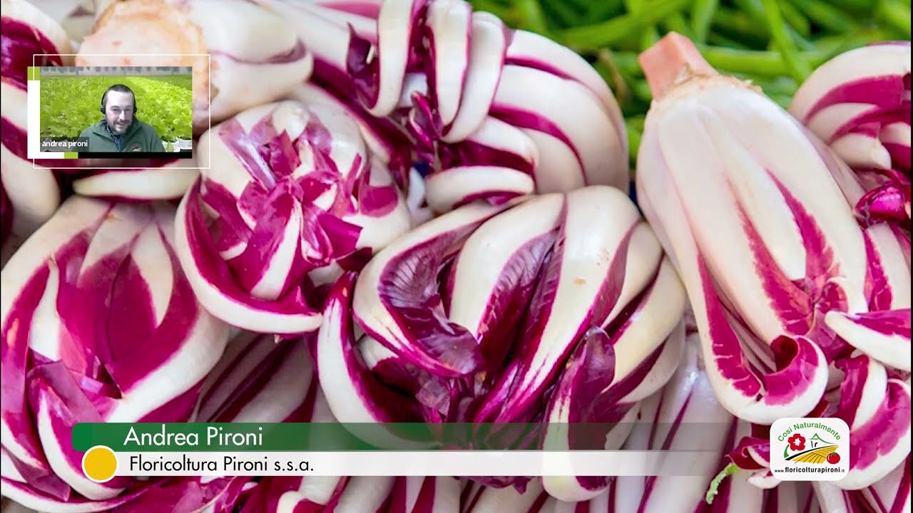 insalate cicorie e lattughe speciali