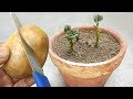 Grow potato easily from cutting , Grow at home
