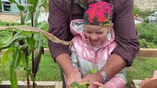 It's Harvest Time for our Cornichons & Rainbow Corn