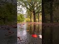 #travel #random #naturelovers #beautiful#beauty #youtubeshorts #nature#rain #beauty #love #reels