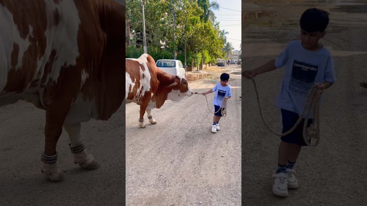 😭 Bablu Ke Sath Aakhri Lamhe Emotional Bakra Eid 2026 #shorts #shortsfeed #animals #cow #love #bull