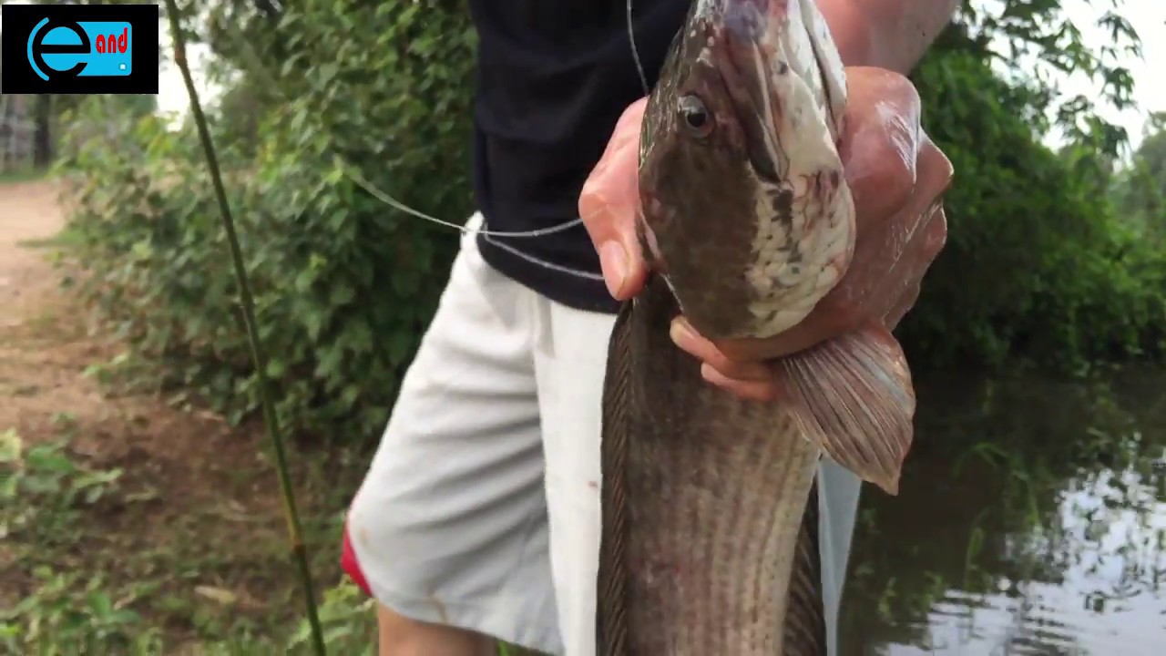 Amazing family Fishing at Province |Cambodia Traditional Fishing|Khmer fishes  hunting Net Fishing 8