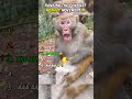 Ranking the Greatest Monkey Moments Ever 🐵 #monkey #shorts