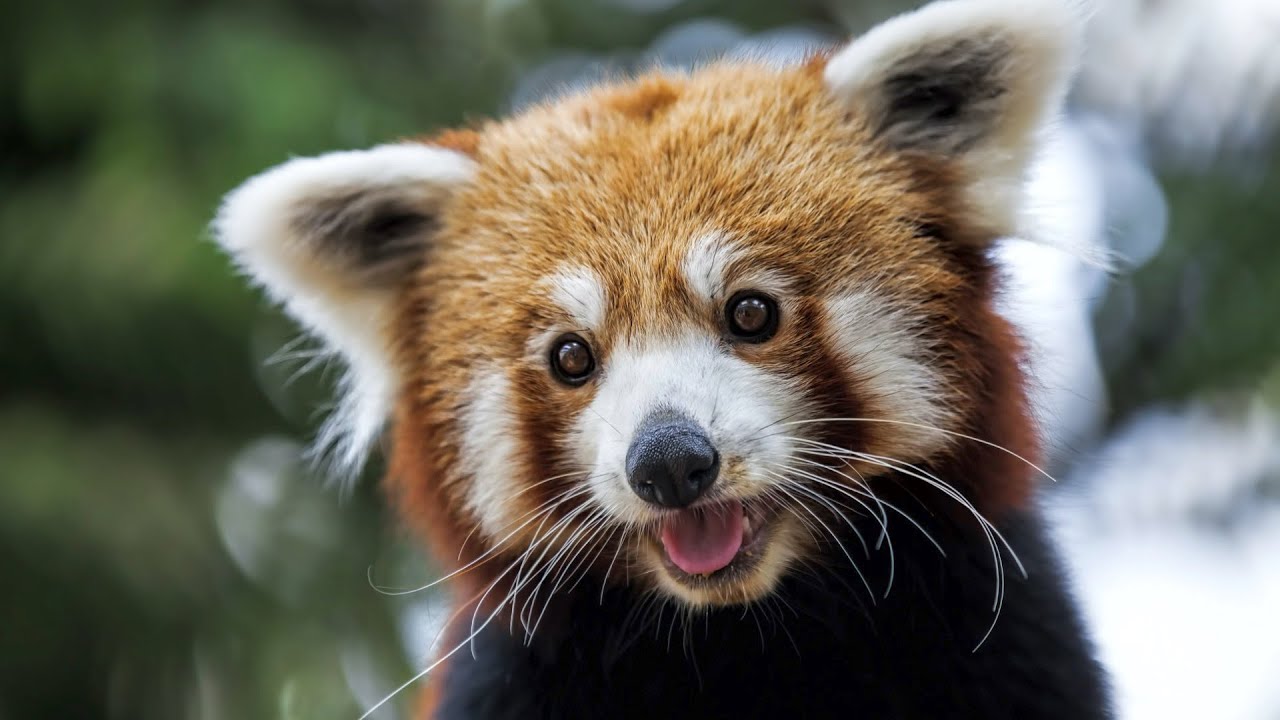 9 Super Rare Animals On Earth