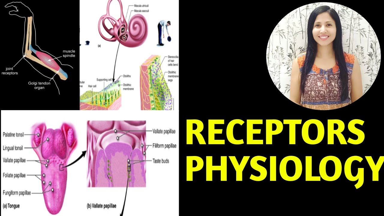 RECEPTORS PHYSIOLOGY| CLASSIFICATION OF RECEPTORS CNS| PROPERTIES OF ...