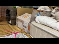 子猫を連れてばぁちゃん家の遺品整理に来てます！休憩中