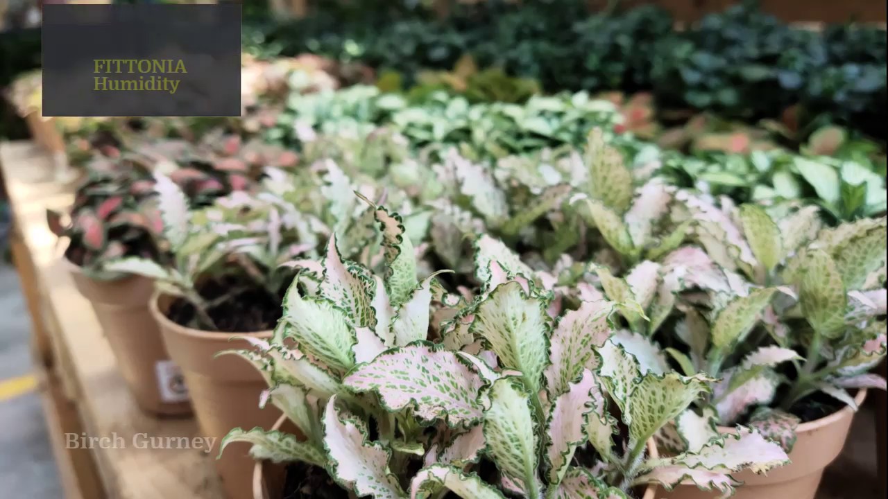 Fittonia Plant Care | Fittonia Plant Care Tips & Tracks | Fittonia