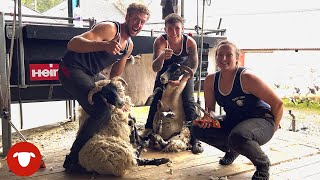 Right Choice Shearing came to Scotland