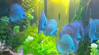 1000 litres. 12 discus. 1