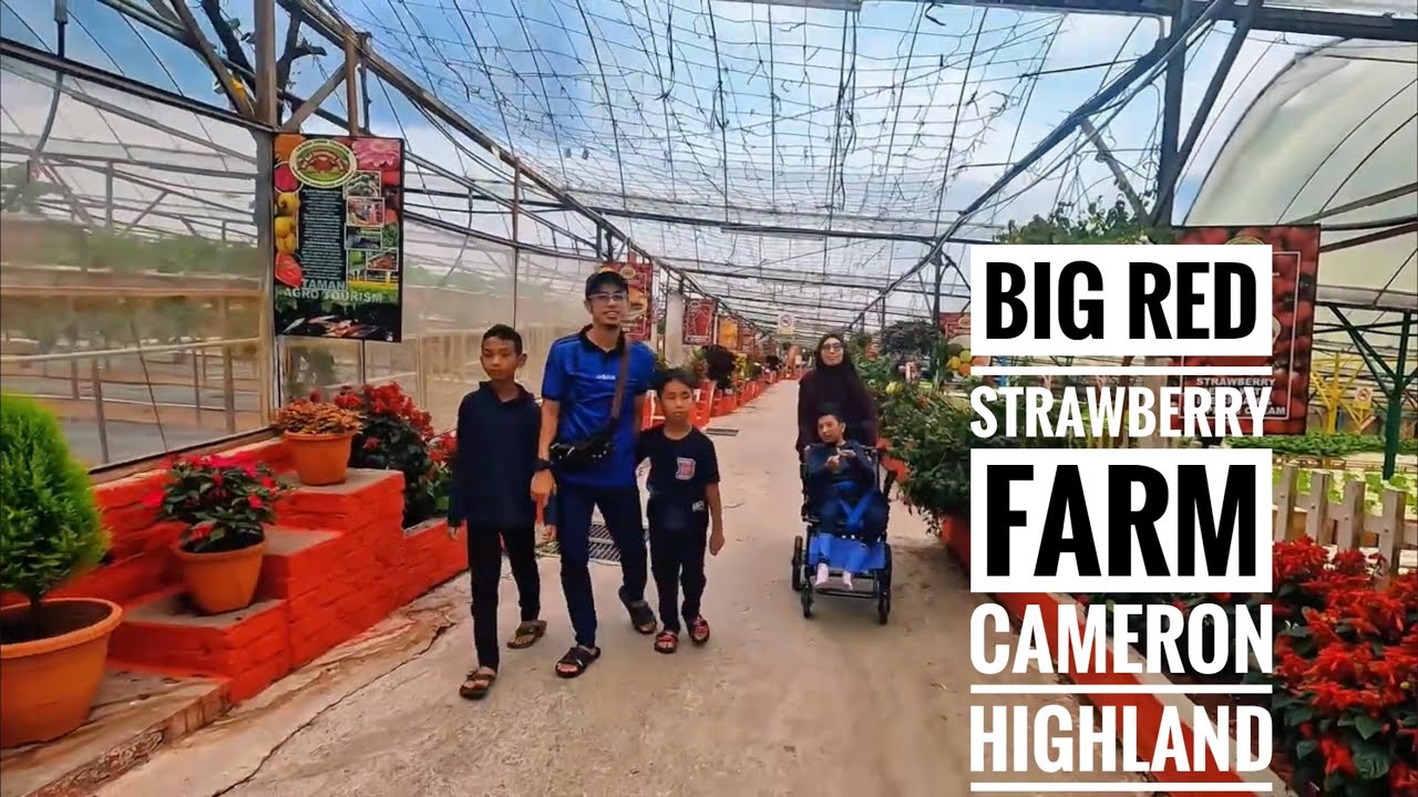 Big Red Strawberry Farm Cameron Highland 