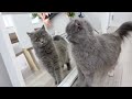 鏡で自分を見た猫の反応が可愛過ぎた