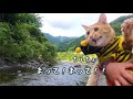 初めて川遊びに来た猫の反応が分かりやすい【下半身不随の保護猫】