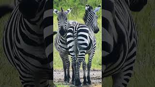Zebra! | #shorts #shortsviral #animals #africa #illusions #symetrical #reels #viralshorts
