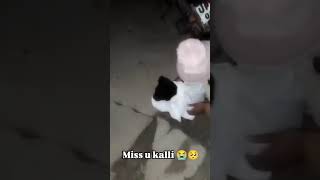 Miss u kalli ...🥹#puppies #petsrule #cuteanimals #love #doggielife #streetdog #savetheanimals #reels
