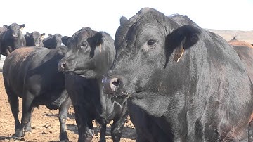 Angus VNR: A report card from the feedyard