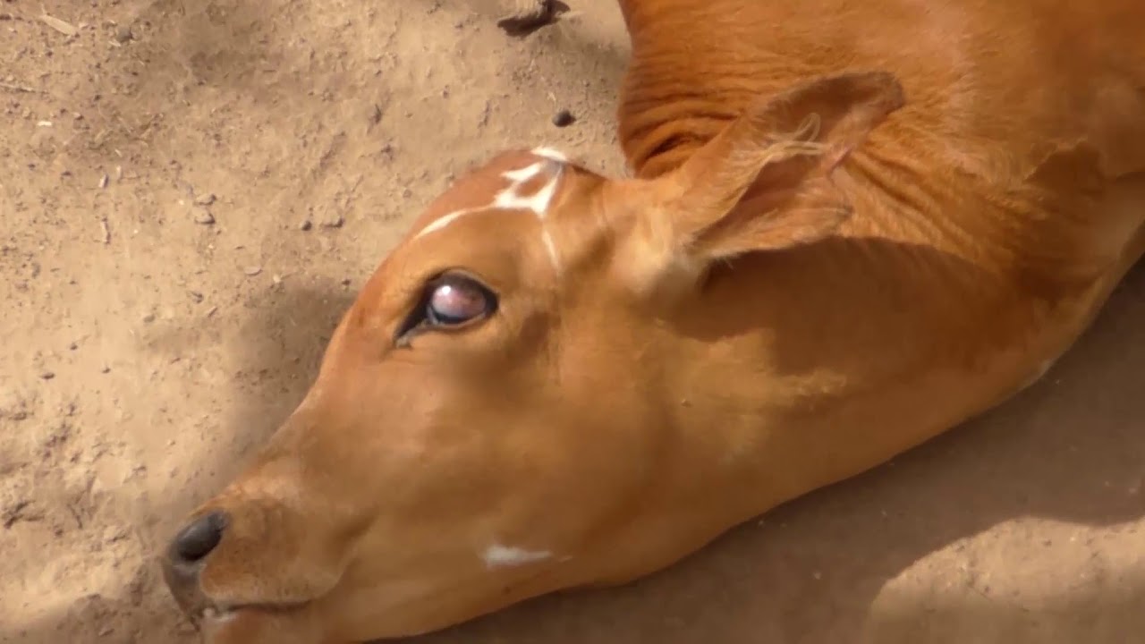 Brotes de rabia bovina