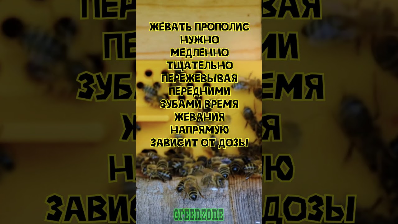Как правильно жевать прополис
