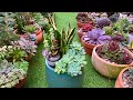 Very Healthy Succulent Arrangement Multiply So Fast!