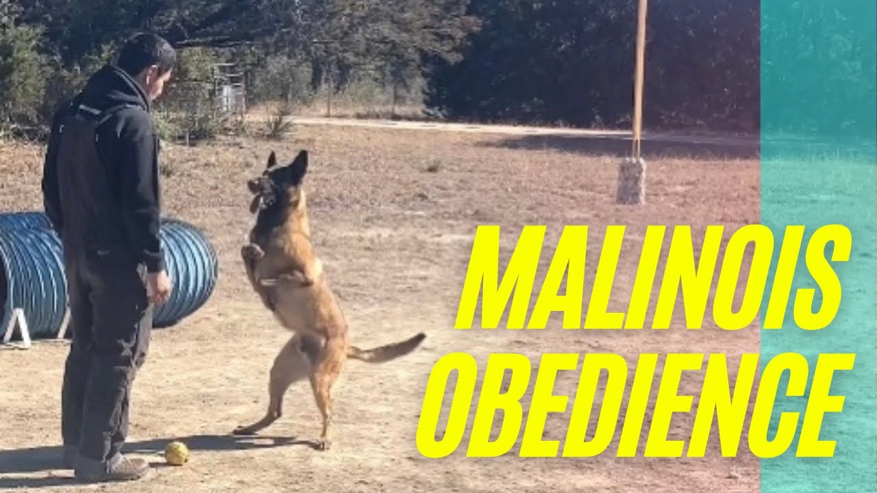 Malinois Precision Obedience.