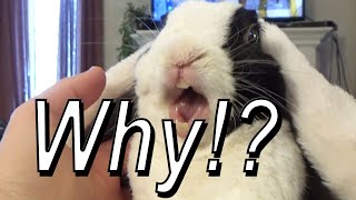 Rabbit learns he is adopted  ANSWERS!