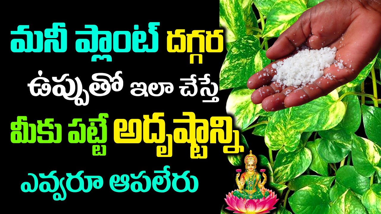 మనీ ప్లాంట్ దగ్గర ఉప్పుతో ఇలా చేస్తే మీకు పట్టే అదృష్టాన్ని ఎవ్వరూ ఆపలేరు ||  Money Plant Vastu