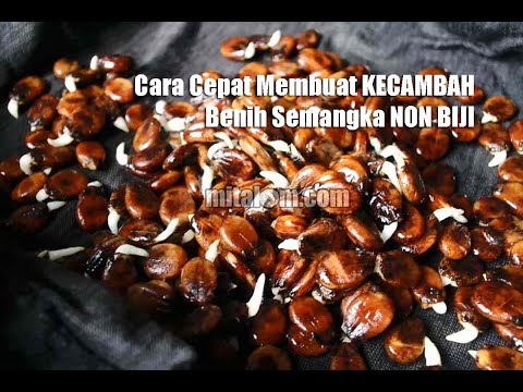 Video: Membiak Tumbuhan Forsythia - Cara Menanam Forsythia Daripada Benih dan Keratan