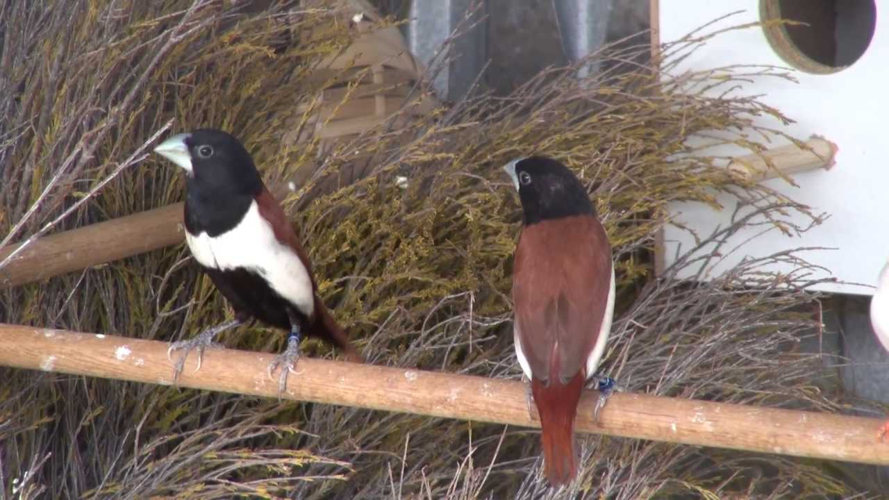 Tricolor Munia | BirdSpyAus - YouTube