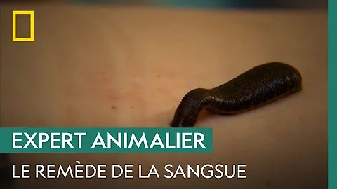 Est-ce que les sangsues sont dangereuses ?