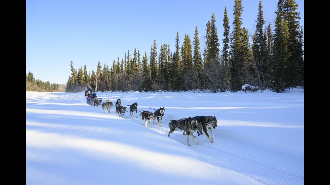 Norway S 2025 Dog Sledding Challenge Will Leave You Speechless YouTube Maxresdefault