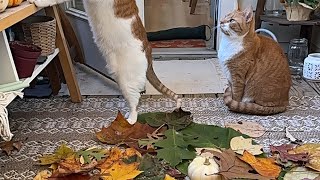 Fall Fun Cat Enrichment Idea | CatManJohn by catmanjohn 2,049 views 5 months ago 1 minute, 16 seconds