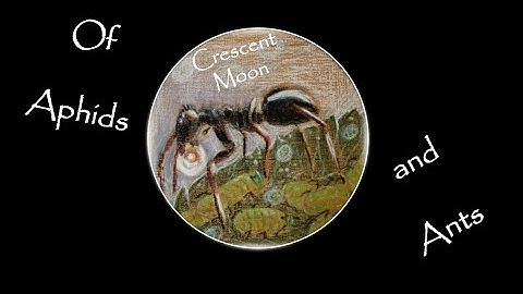 Crescent Moon - Of Aphids and Ants (Official Music Video)