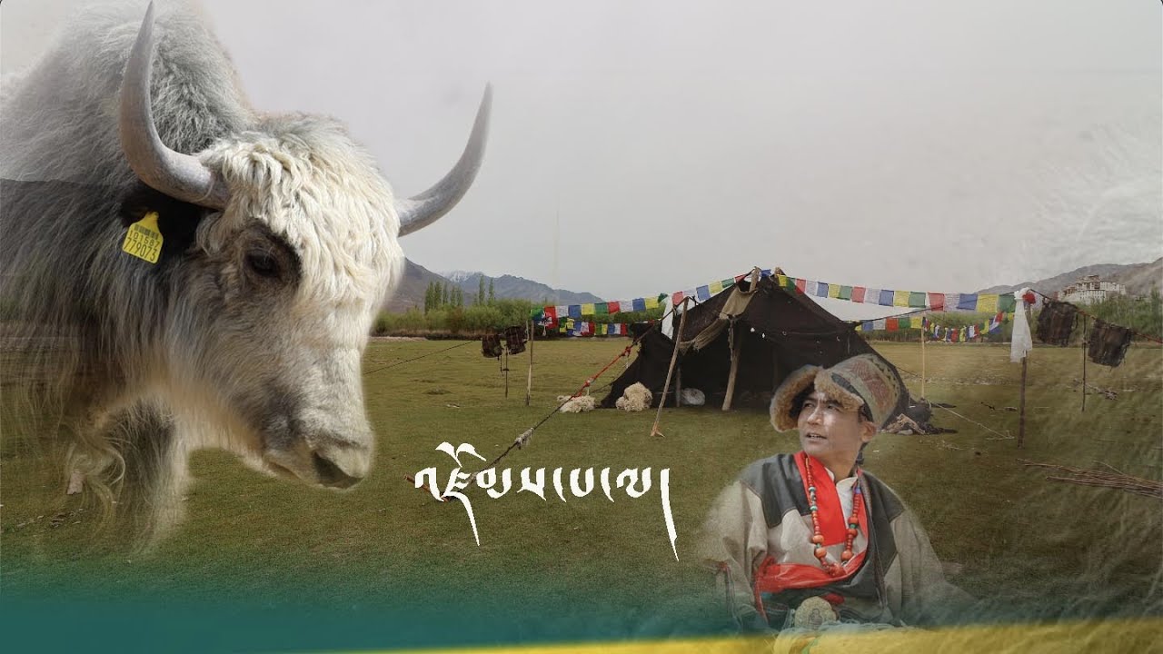 | ZOMPALA | New Tibetan Ngari mashup song 2023